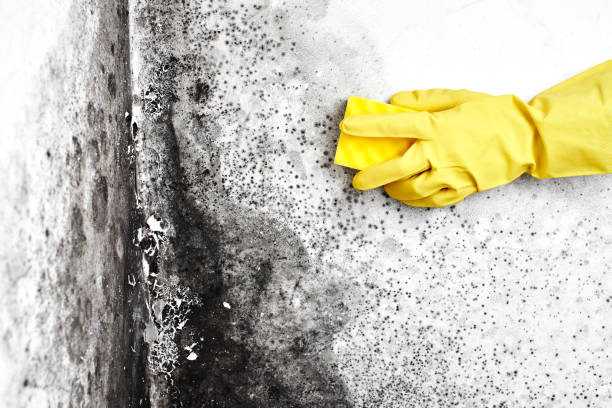 Trusted Rawlins, WY Mold Remediation Experts