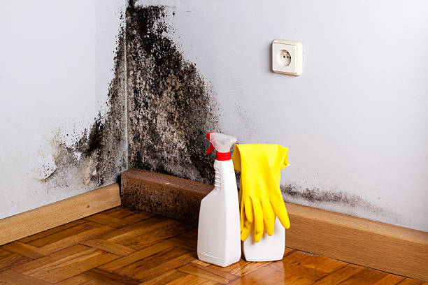 Best Commercial Mold Remediation in Rawlins, WY
