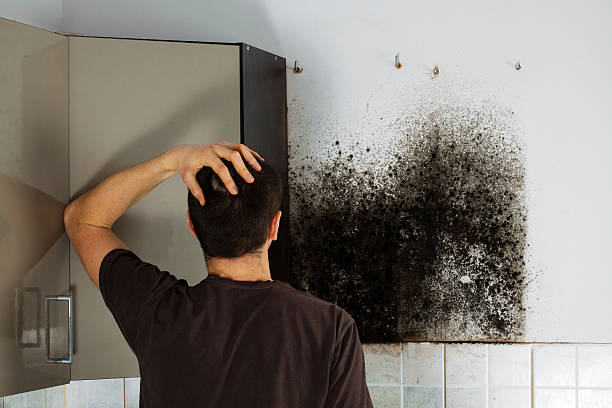 Best DIY Mold Remediation Support Services in Rawlins, WY