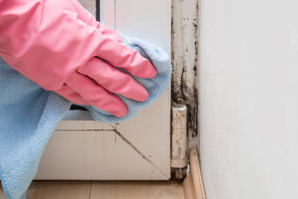 Best Basement Mold Remediation in Rawlins, WY