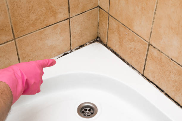 Best Preventive Mold Services in Rawlins, WY